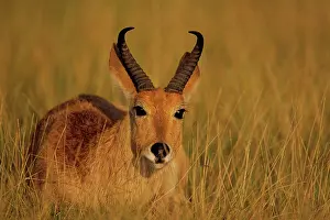 Redunca: Bohor Reedbuck - male