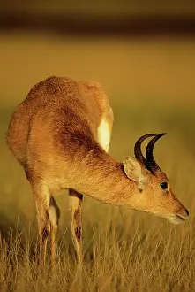 Redunca: Bohor Reedbuck - male