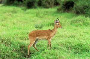 Redunca: Bohor Reedbuck - ram