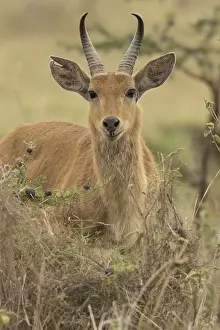Redunca: bohor reedbuck (Redunca redunca), Nairobi national