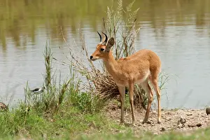 Bohor: Bohor Reedbuck - standing by waterhole