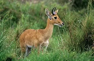 Antelopes: Bohor REEDBUCK - side view, in grass