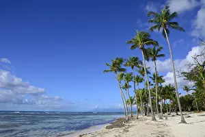 Arecaceae: Bois Jolan beach, Sainte-Anne, Guadeloupe, French