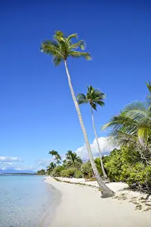 Arecaceae: Bois Jolan beach, Sainte-Anne, Guadeloupe, French