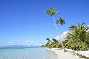 Arecaceae: Bois Jolan beach, Sainte-Anne, Guadeloupe, French