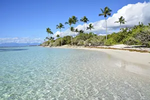 Arecaceae: Bois Jolan beach, Sainte-Anne, Guadeloupe, French
