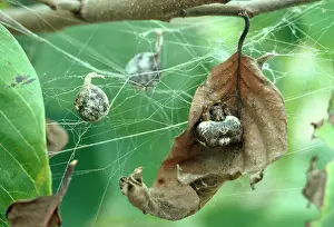 Sacs: Bola Spider - and egg sacs