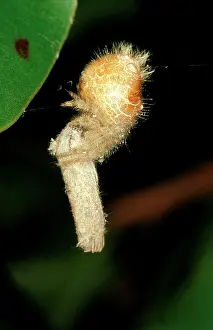 Furcatus: A 'bolasI spider - with captured moth
