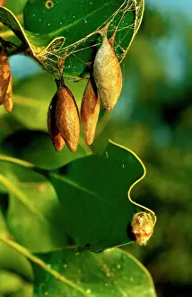 Sacs: A 'bolasI spider - cluster of egg sacs with spider below
