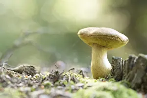 Groningen: Bolete (Boletaceae) growing, The Netherlands, G