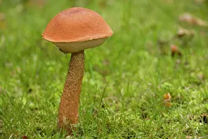 Leccinum: A bolete fungus