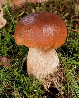 Edulis: Boletus