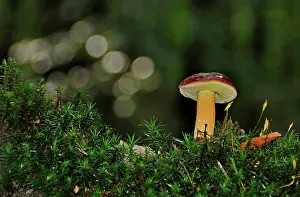 Higher: Boletus (Boletaceae) in the forest, Klnvensteen