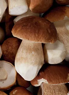 Edulis: Boletus - Cleaned fruiting bodies