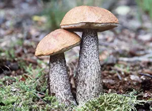 Boletus: BOLETUS FUNGI - x two