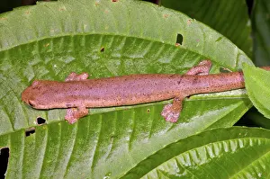 Bolitoglossa: Bolitoglossine Salamander