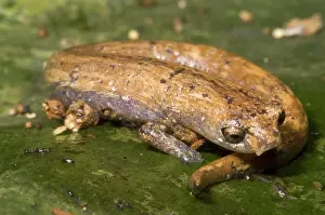 Madre: Bolitoglossine Salamander
