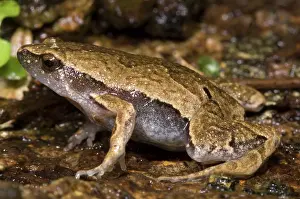 Bleating: Bolivian Bleating Frog