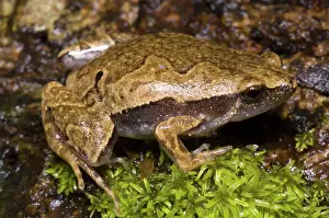 Bleating: Bolivian Bleating Frog