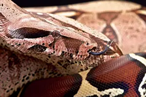 Bolivian: Bolivian boa (Boa constrictor amarali), Bolivia