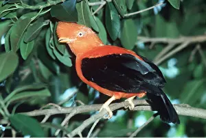 Kenneth Hoyle: Bolivian Cock-of-the-Rock - male