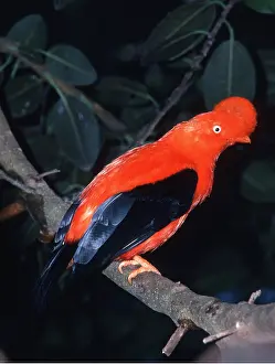 Bolivia: Bolivian Cock of the Rock - on branch