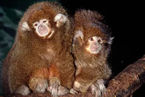 Moloch: Bolivian Grey Titi Monkey