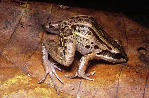 Leptodactylus: Bolivian White-Lipped Frog