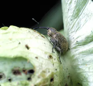 Cotton: Boll weevil