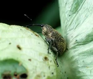 Cotton: Boll weevil