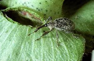 Cotton: Boll weevil
