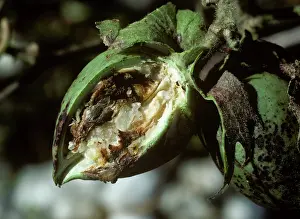 Cotton: Boll weevil damage