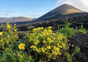 Igneous: Bolles Senecio (Senecio bollei), near Yaiza, region