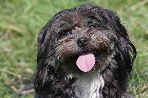 Bolonka: Bolognese Color mixed-breed, female, 3 years, North