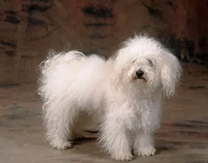 Coats: Bolognese DOG - in studio