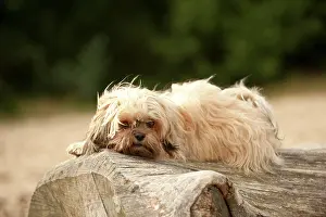 Lapdog: Bolonka Zwetna or Coloured Lapdog lying on a tree