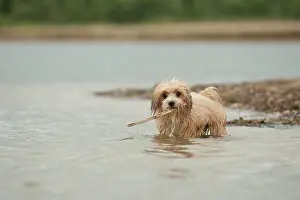 Lakeside: Bolonka Zwetna or Coloured Lapdog retrieving a stick