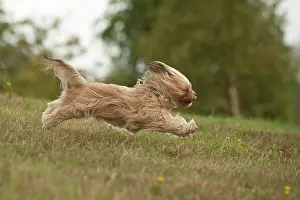 Lapdog: Bolonka Zwetna or Coloured Lapdog running across