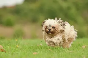 Blurry: Bolonka Zwetna or Coloured Lapdog running across