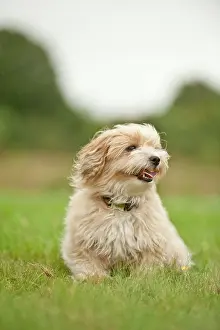 Lapdog: Bolonka Zwetna or Coloured Lapdog sitting in a meadow