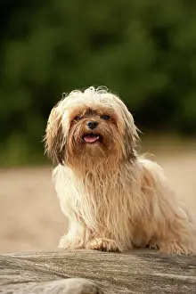 Lapdog: Bolonka Zwetna or Coloured Lapdog sitting on a tree