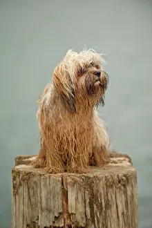 Lapdog: Bolonka Zwetna or Coloured Lapdog sitting on a tree