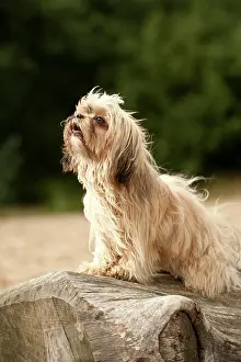 Lapdog: Bolonka Zwetna or Coloured Lapdog sitting on a tree