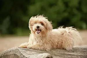 Relax: Bolonka Zwetna or Coloured Lapdog sitting on a tree