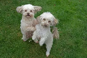 Bolonka: Two Bolonka Zwetna dogs sit up and beg, Germany