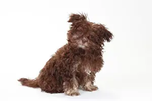Bolonka: Bolonka Zwetna, puppy, 3 months, sitting
