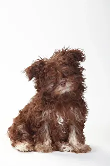 Bolonka: Bolonka Zwetna, puppy, 3 months, sitting