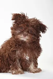 Bolonka: Bolonka Zwetna, puppy, 3 months, sitting, animal