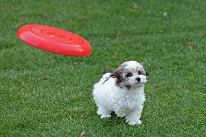 Frisbee: Bolonka Zwetna puppy looking at flying Frisbee