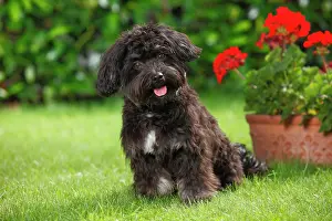 Bolonka: Bolonka Zwetna, young male, 7 months, lying in the